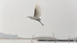 Белые журавлики