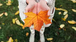 Кленовый листик