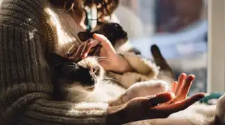 кот